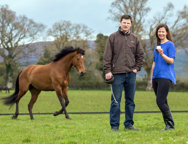 Thoroughbred horse Beyonce return to competitive show-jumping Thoroughbred horse Beyonce return to competitive show-jumping