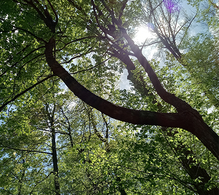 A tree viewed from below.